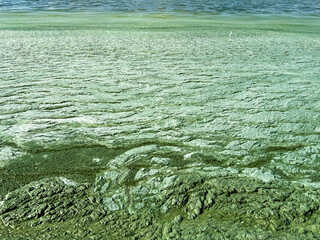 green water in the river. Environmental problem. Ecologists - the river blooms in summer. Pollution of the river with algae in summer.