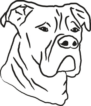 Portrait of American Staffordshire Terrier dog