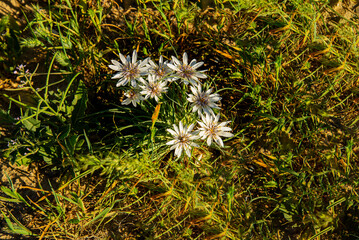 Цветы Мангыстау