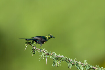 Africa - Kenya -Marico sunbird, Cinnyris pulchellus melanogastrus