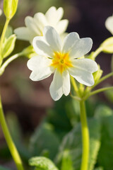 Spring flowering of perennial white early primrose in the garden.