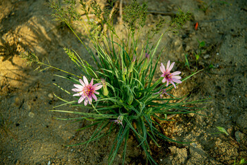 Цветы Мангыстау