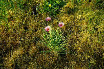 Козлобородник