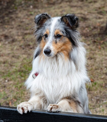 Shetland Sheepdog