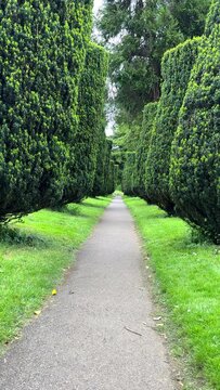 Vertical shot. Personal point of view, POV walking the footpath in a green thuja alley, handheld camera.