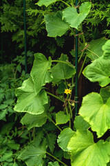 Flowers and ovaries of young cucumbers, young plants and shoots, close-up