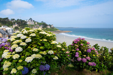 Magnifiques hortensias sur la côte de granit rose en Bretagne - France