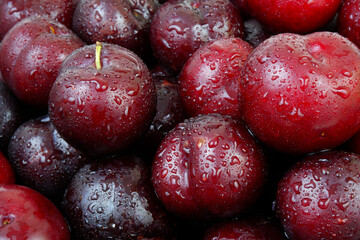 Close-up of many plums with water drops, fruits background