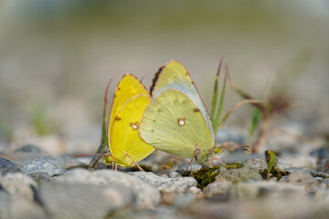 Clouded sulfur butterflies mating on a blurred background