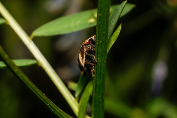 Detailed macro shot of a dark-colored scale insect
