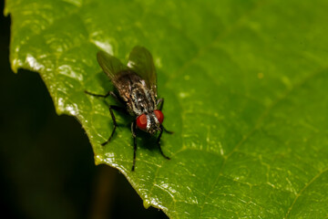 Lucilia cuprina fly on green leaf