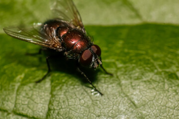 Lucilia cuprina fly on green leaf