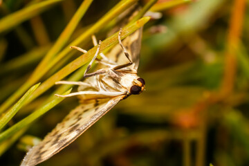 The mother of pearl moth (Patania ruralis) is a species of moth in the family Crambidae.