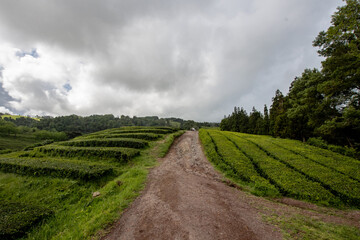 Azores, Tea cultivation terrace. Cultivation of thea in Azores Islands. Tea plantation with neatly arranged rows of tea bushes under a partly cloudy sky, overlooking the sea. The green terraces