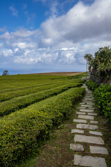 Naklejka premium Azores, Tea cultivation terrace. Cultivation of thea in Azores Islands. Tea plantation with neatly arranged rows of tea bushes under a partly cloudy sky, overlooking the sea. The green terraces