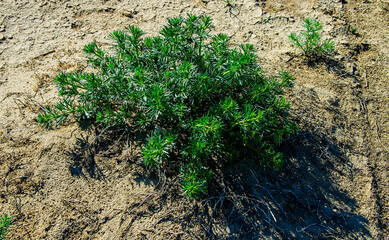 В песках Мангышлака