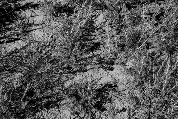 Выжженная земля