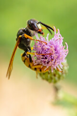 Taszczyn pszczeli, wilk pszczeli (Philanthus triangulum) © Grzegorz