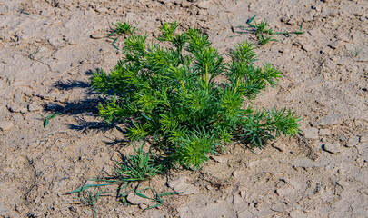 Растительность пустыни