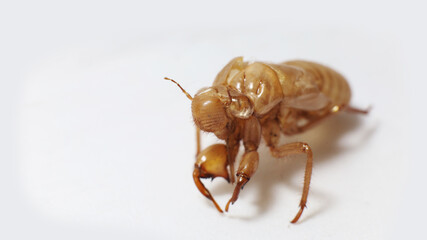 A discarded cicada molt macro shot with shallow depth of field on a white background