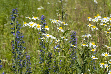 Summer colorful meadow
