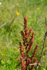 Summer colorful meadow