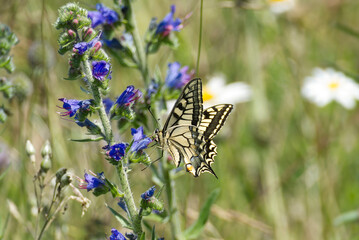 Old World Swallowtail or common yellow swallowtail (Papilio machaon) sitting on blueweed in Zurich, Switzerland