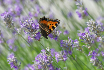 Small tortoiseshell butterfly (Aglais urticae) perched on lavender plant in Zurich, Switzerland