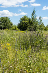Summer colorful meadow