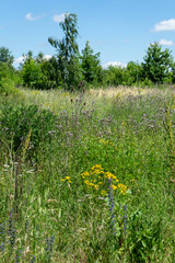 Summer colorful meadow