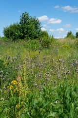 Summer colorful meadow