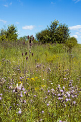 Summer colorful meadow