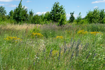 Summer colorful meadow
