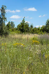 Summer colorful meadow