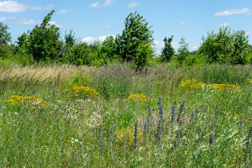 Summer colorful meadow