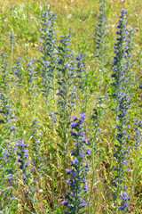 Summer colorful meadow