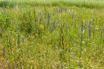 Summer colorful meadow
