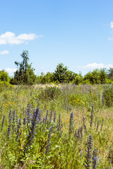 Summer colorful meadow
