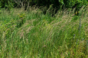 Summer colorful meadow