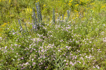 Summer colorful meadow