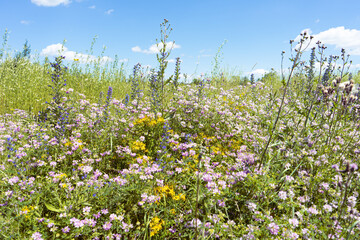 Summer colorful meadow