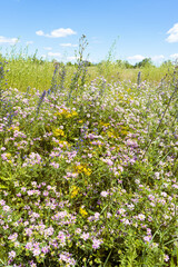 Summer colorful meadow