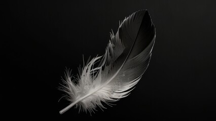 Obraz premium Black and White Feather