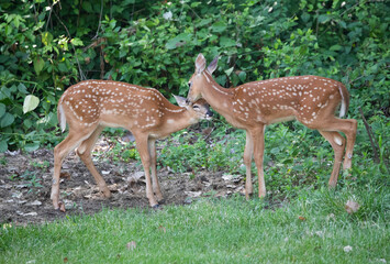 two baby deer  caressing each other