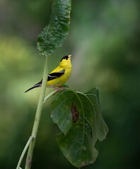 goldfinch on sunflower plant