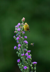 goldfinch on flower eating seeds
