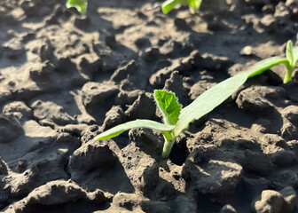 small cucumber sprout growing in the garden