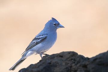 Male Tenerife blue chaffinch, (Fringilla teydea), standing on a rock, in Tenerife, Canary islands, Spain 