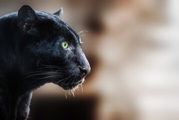 Black panther on blurred brown background © The Len
