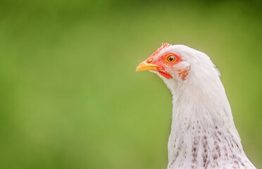 Portrait of a chicken on a green background